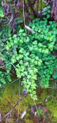 Adiantum chilense scabrum