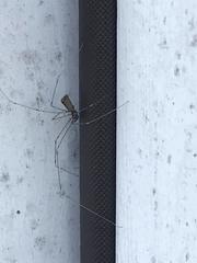 Pholcus crypticolens