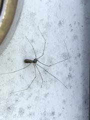 Pholcus crypticolens