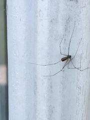 Pholcus crypticolens