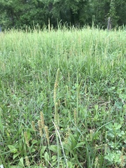 Plantago virginica