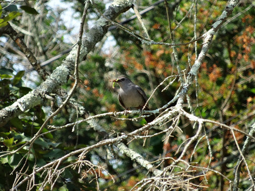 Gray Catbird photographed in Connecticut
