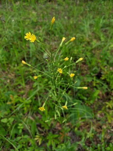 Hieracium gronovii image