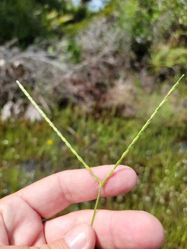 Image of Big Carpetgrass (Axonopus furcatus) by (c) Jay Horn, some rights reserved (CC BY)