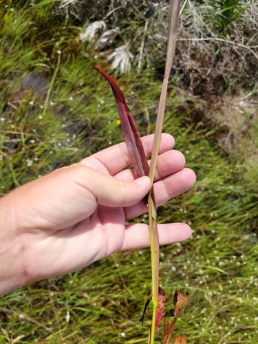 Image of Big Carpetgrass (Axonopus furcatus) by (c) Jay Horn, some rights reserved (CC BY)