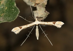 Paraplatyptilia fragilis