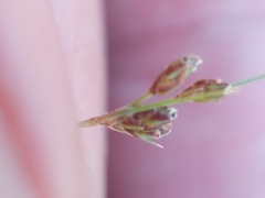 Bulbostylis capillaris