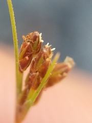 Bulbostylis capillaris