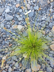 Bulbostylis capillaris