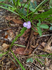 Callisia ornata