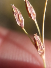 Bulbostylis capillaris