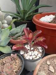 Kalanchoe sexangularis