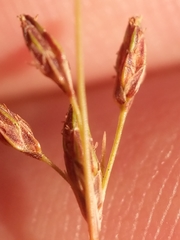 Bulbostylis capillaris