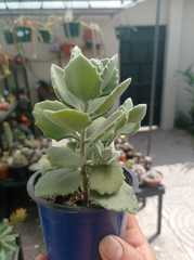Kalanchoe millotii