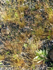 Bulbostylis capillaris