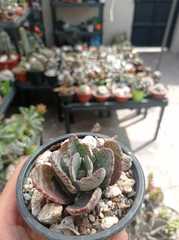 Kalanchoe humilis