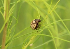 Leptinotarsa lineolata