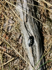 Buprestis octoguttata