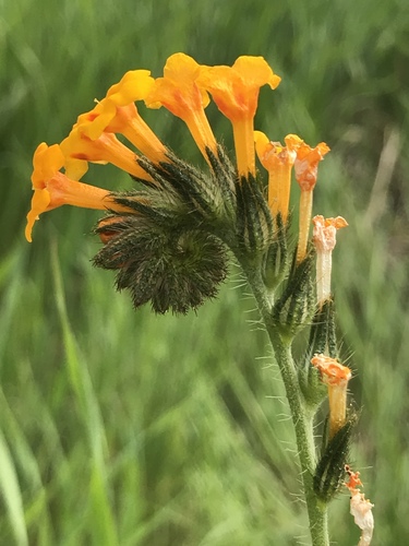 Photograph of Cynoglosseae