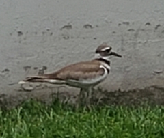 Charadrius vociferus