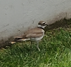 Charadrius vociferus
