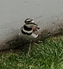 Charadrius vociferus