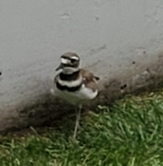 Charadrius vociferus