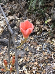 Brachychiton megaphyllus