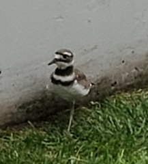 Charadrius vociferus