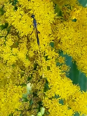 Gasteruption tarsatorium