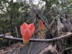 Brachychiton megaphyllus