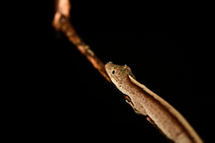 Anolis fuscoauratus