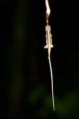 Anolis fuscoauratus
