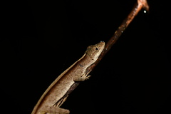Anolis fuscoauratus