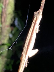 Anolis fuscoauratus