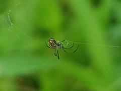 Leucauge
