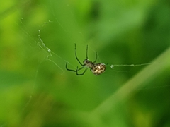 Leucauge