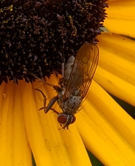 Coenosia
