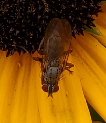 Coenosia