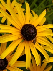 Coenosia