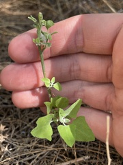 Chenopodium watsonii