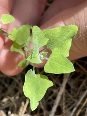 Chenopodium watsonii