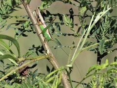 Conocephalus saltator