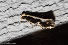 Monopis dorsistrigella