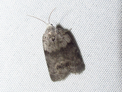 Polygrammate cadburyi