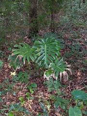 Monstera deliciosa