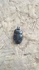 Hololepta