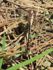 Phanogomphus oklahomensis