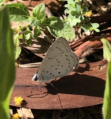 Eirmocides margarita