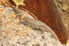 Gallotia galloti galloti